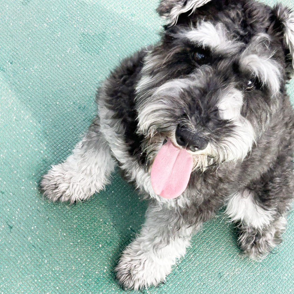 生徒が撮影したモデル犬♪①